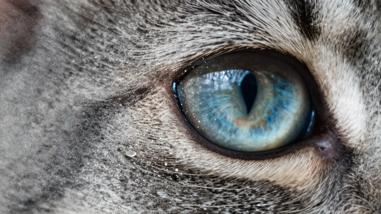 Diffusion Models Explained: How Noise Removal Creates Photorealistic AI Images